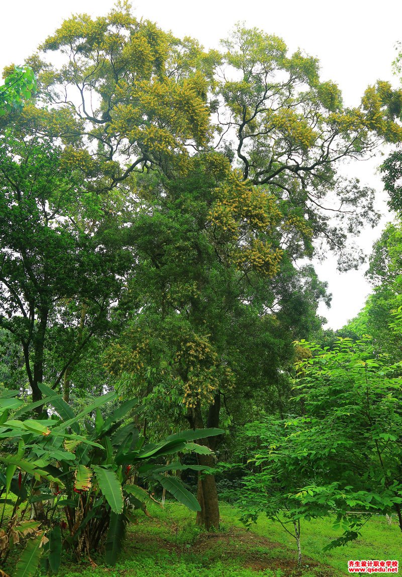 台湾相思树(相思树)的花期,形态特征,生长习性和园林用途
