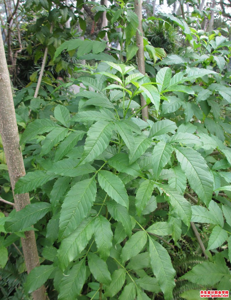 黄钟树(黄钟花)的花期,形态特征,生长习性和园林用途