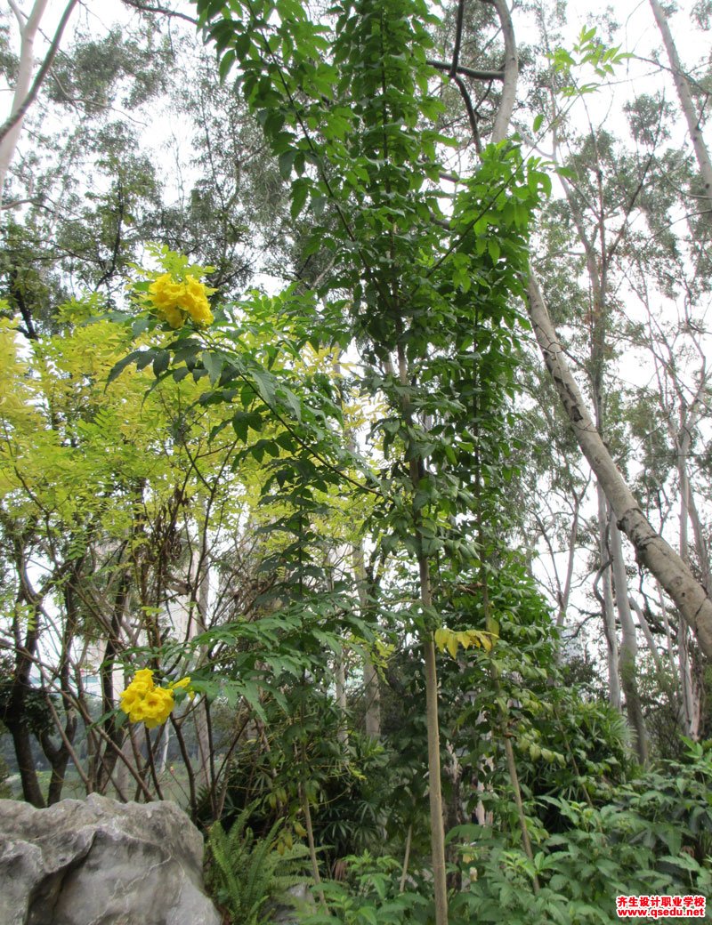 黄钟树(黄钟花)的花期,形态特征,生长习性和园林用途