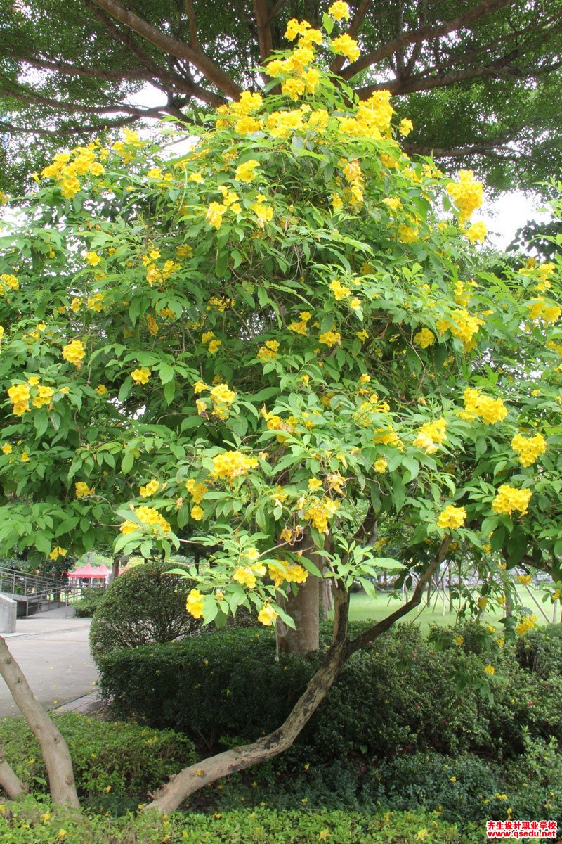 黄钟树(黄钟花)的花期,形态特征,生长习性和园林用途