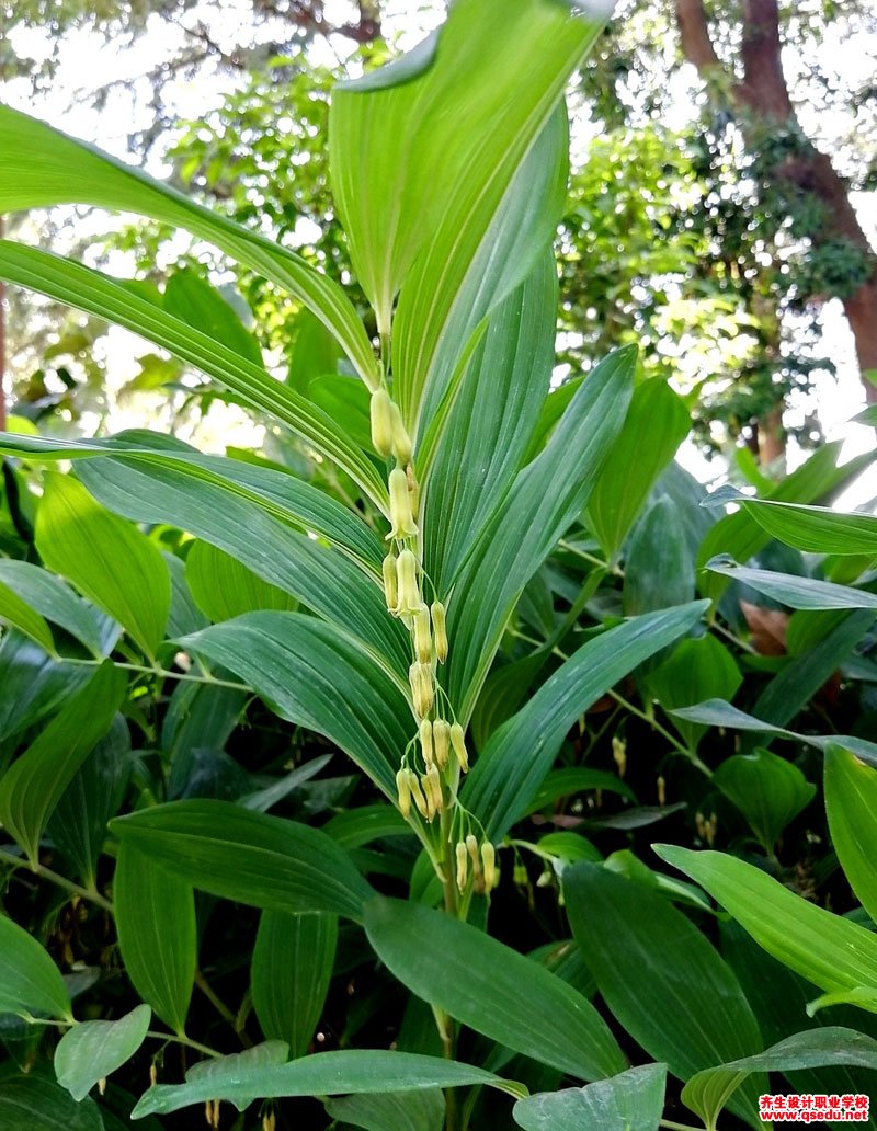 多花黄精的花期,形态特征,生长习性和园林用途