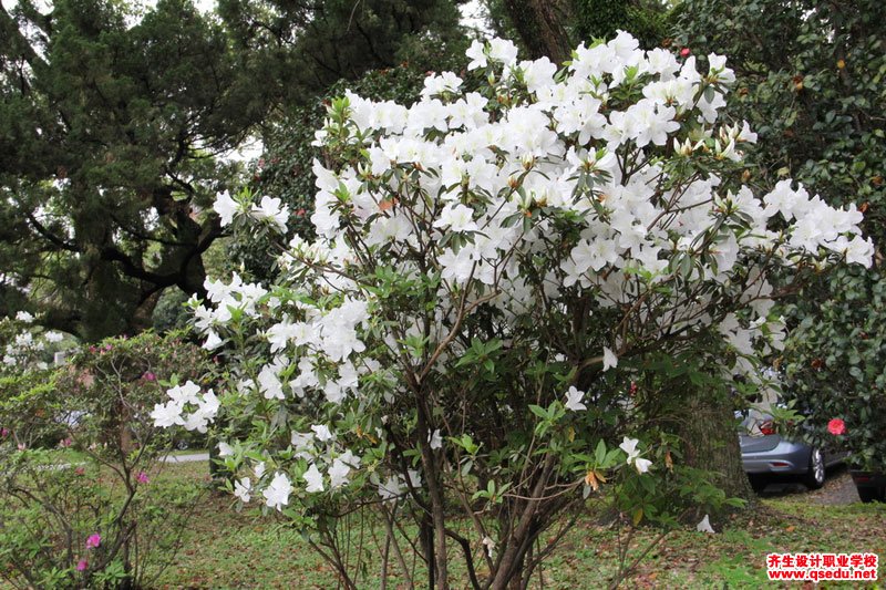 白花杜鹃的花期,形态特征,生长习性和园林用途