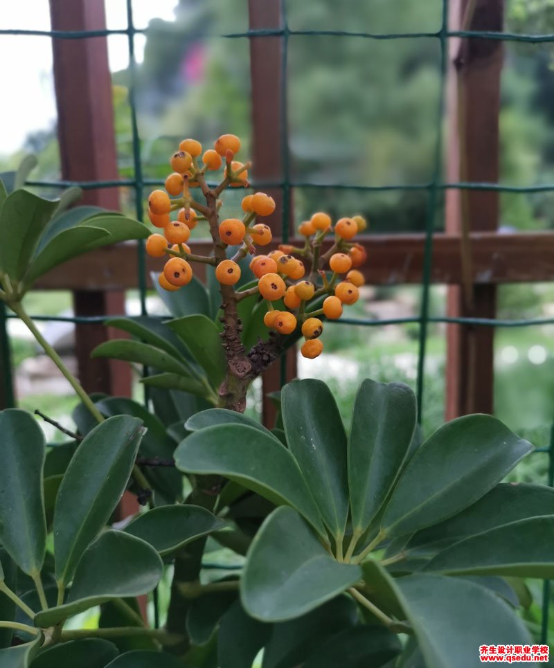 鹅掌柴(鸭脚木)的形态特征,生长习性和园林用途