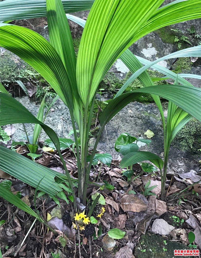 大叶仙茅的形态特征,生长习性和园林用途