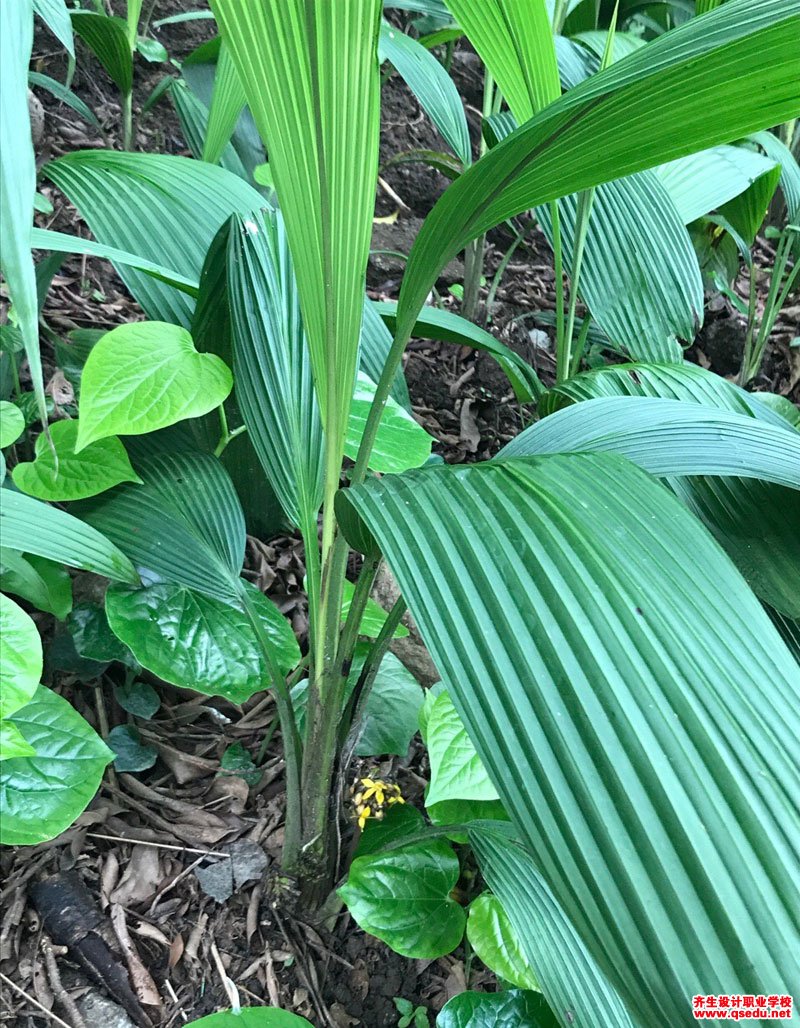 大叶仙茅的形态特征,生长习性和园林用途