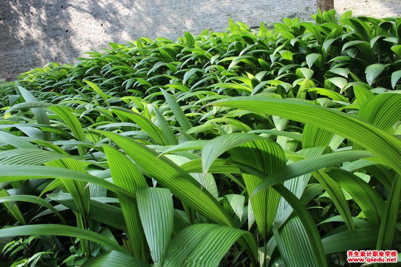 大叶仙茅的形态特征,生长习性和园林用途