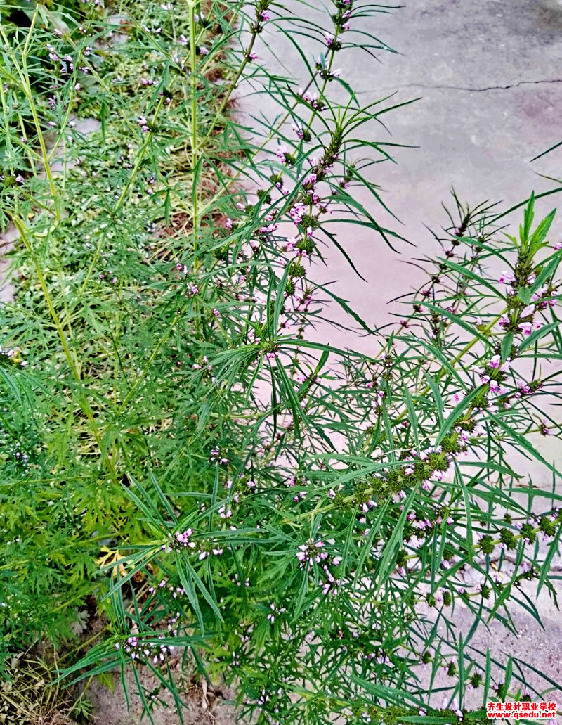 益母草的花期,形态特征,生长习性和园林用途